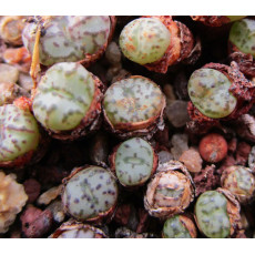 C.obcordellum 1452.4 - Plant
